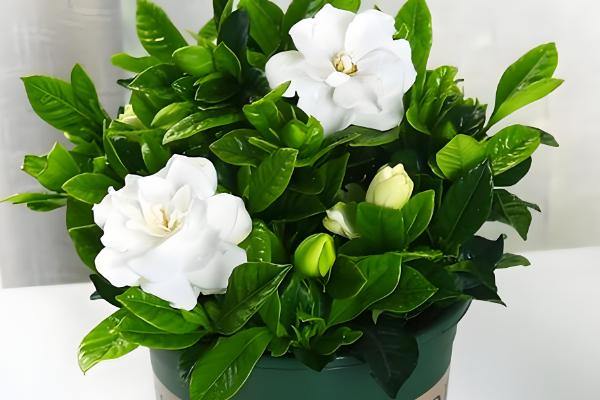 栀子花怎么养护，降温后转移到室内温暖处