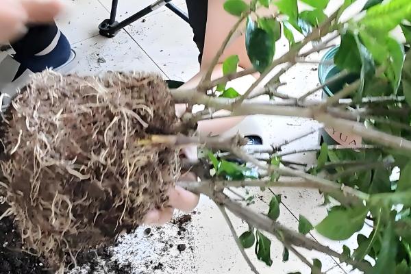 栀子花怎么养护，降温后转移到室内温暖处