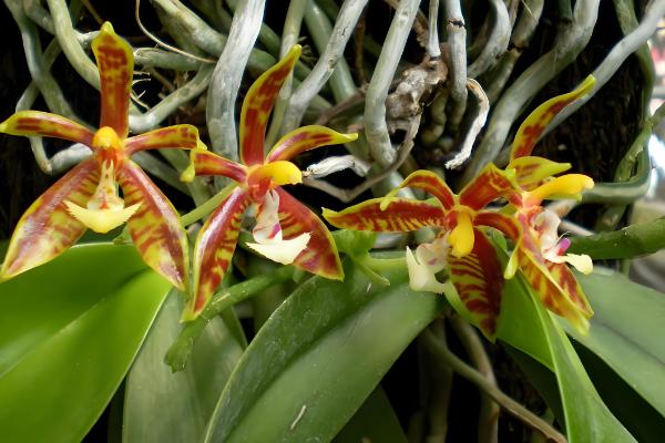 名贵的蝴蝶兰品种，有曼氏蝴蝶兰、版纳蝴蝶兰等