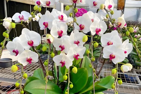 名贵的蝴蝶兰品种，有曼氏蝴蝶兰、版纳蝴蝶兰等