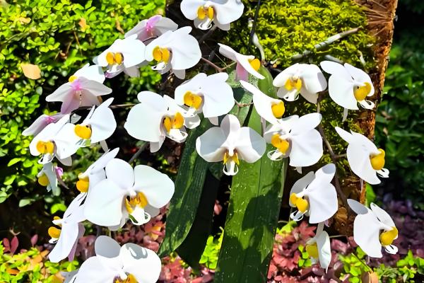 名贵的蝴蝶兰品种，有曼氏蝴蝶兰、版纳蝴蝶兰等