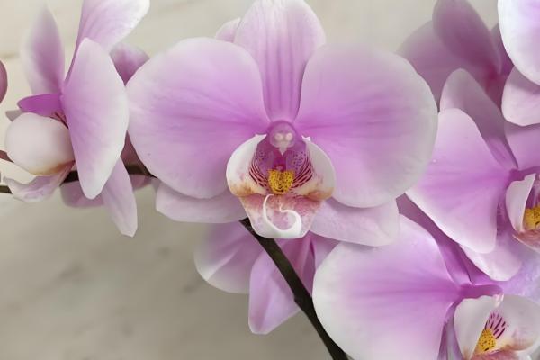 名贵的蝴蝶兰品种，有曼氏蝴蝶兰、版纳蝴蝶兰等