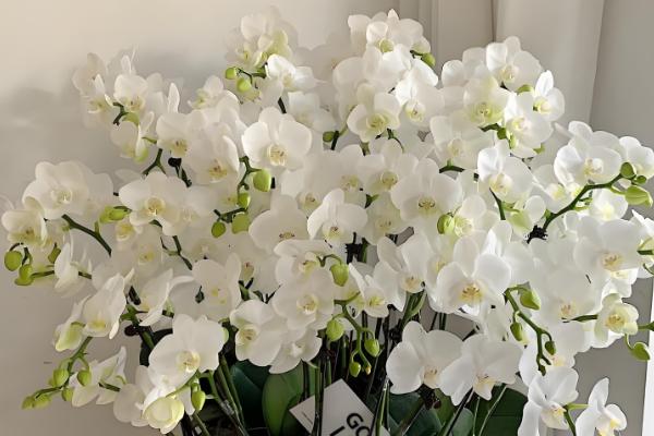 名贵的蝴蝶兰品种，有曼氏蝴蝶兰、版纳蝴蝶兰等