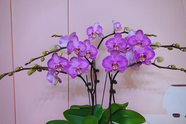 名贵的蝴蝶兰品种，有曼氏蝴蝶兰、版纳蝴蝶兰等