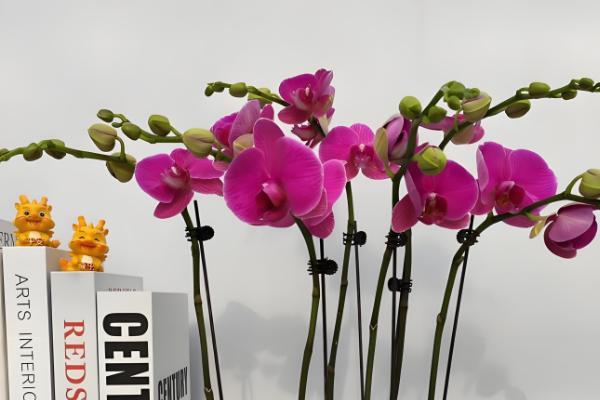 名贵的蝴蝶兰品种，有曼氏蝴蝶兰、版纳蝴蝶兰等