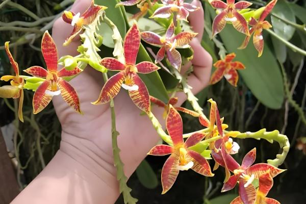 名贵的蝴蝶兰品种，有曼氏蝴蝶兰、版纳蝴蝶兰等