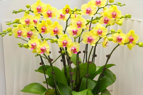 名贵的蝴蝶兰品种，有曼氏蝴蝶兰、版纳蝴蝶兰等