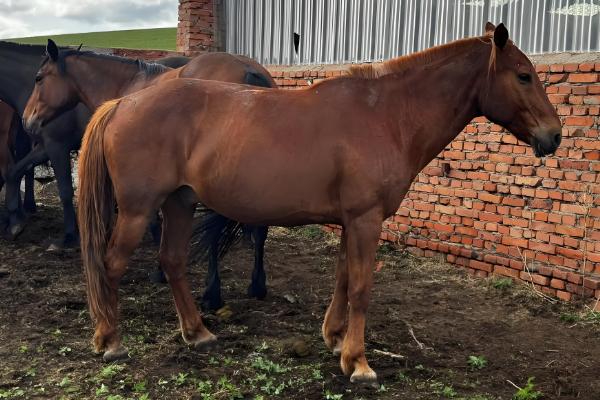 马怎样配种，可以自由交配、控制交配等