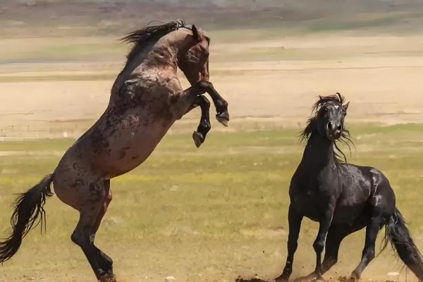 马怎样配种，可以自由交配、控制交配等