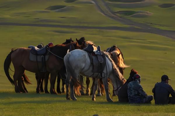 马怎样配种，可以自由交配、控制交配等