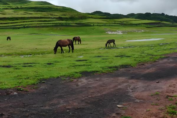 马怎样配种，可以自由交配、控制交配等