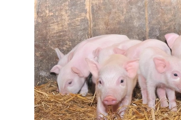 成年猪的体温多少度属正常，通常为38-39.5℃