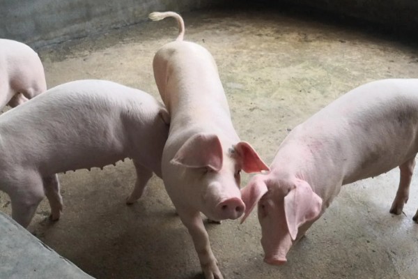 成年猪的体温多少度属正常，通常为38-39.5℃