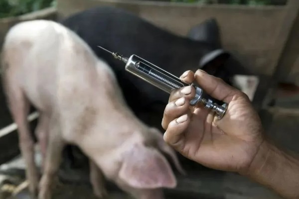 成年猪的体温多少度属正常，通常为38-39.5℃