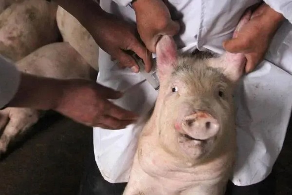 成年猪的体温多少度属正常，通常为38-39.5℃