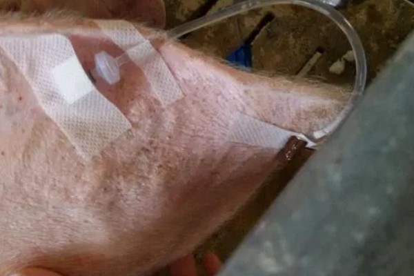 成年猪的体温多少度属正常，通常为38-39.5℃