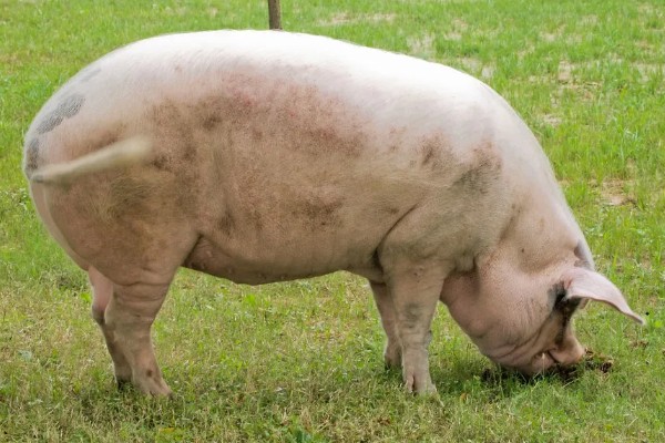 成年猪的体温多少度属正常，通常为38-39.5℃