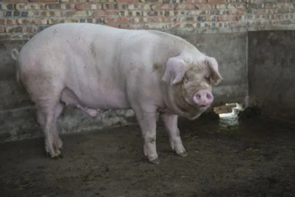 成年猪的体温多少度属正常，通常为38-39.5℃