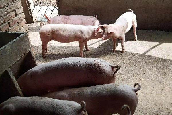 成年猪的体温多少度属正常，通常为38-39.5℃