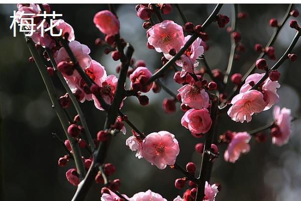 哪些花卉可以养在室外，梅花、丁香花等品种比较耐寒