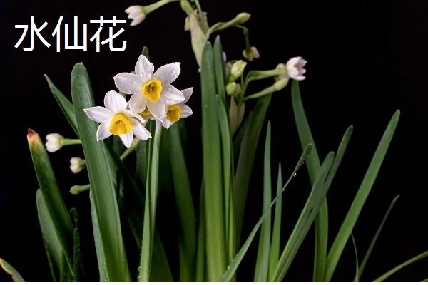 哪些花卉可以养在室外，梅花、丁香花等品种比较耐寒