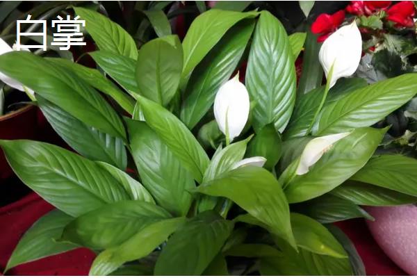 哪些花卉可以养在室外，梅花、丁香花等品种比较耐寒