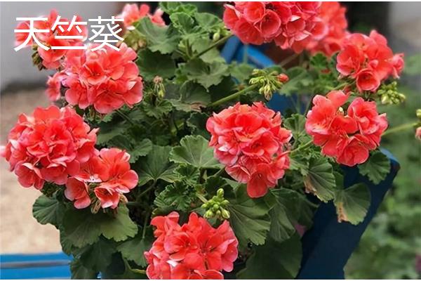 哪些花卉可以养在室外，梅花、丁香花等品种比较耐寒