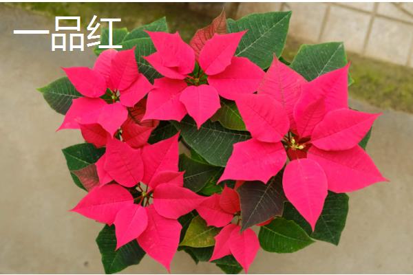 哪些花卉可以养在室外，梅花、丁香花等品种比较耐寒