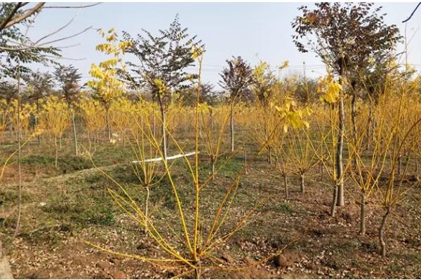 金枝槐的管理方法，生长初期每隔10天浇一次水