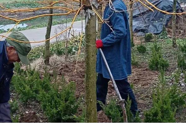 金枝槐的管理方法，生长初期每隔10天浇一次水