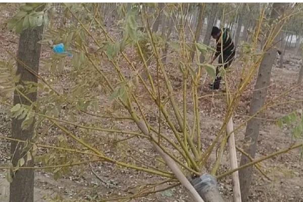 金枝槐的管理方法，生长初期每隔10天浇一次水
