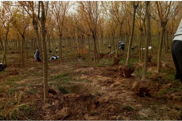 金枝槐的管理方法，生长初期每隔10天浇一次水