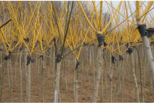 金枝槐的管理方法，生长初期每隔10天浇一次水