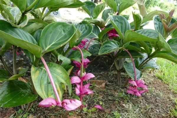 珍珠宝莲灯花怎么养殖，春秋冬三季放在光线明亮处