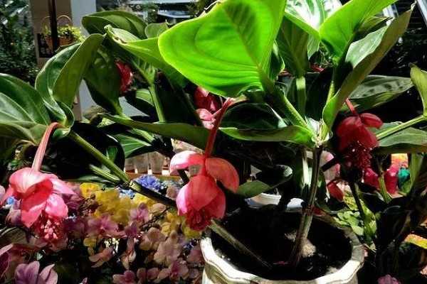 珍珠宝莲灯花怎么养殖，春秋冬三季放在光线明亮处