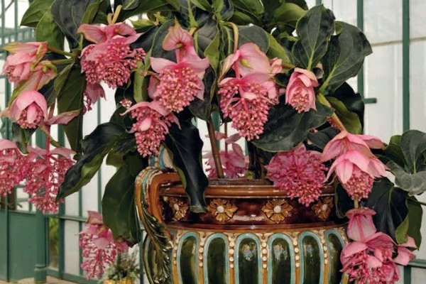 珍珠宝莲灯花怎么养殖，春秋冬三季放在光线明亮处