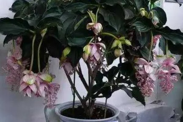 珍珠宝莲灯花怎么养殖，春秋冬三季放在光线明亮处