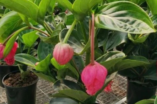 珍珠宝莲灯花怎么养殖，春秋冬三季放在光线明亮处