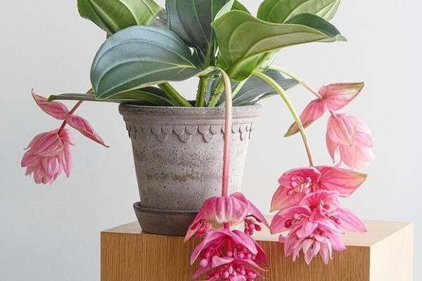 珍珠宝莲灯花怎么养殖，春秋冬三季放在光线明亮处