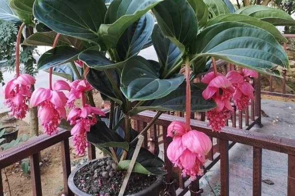 珍珠宝莲灯花怎么养殖，春秋冬三季放在光线明亮处