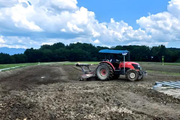矮大头油葵的种植技术，浇水时需要注意浇水量