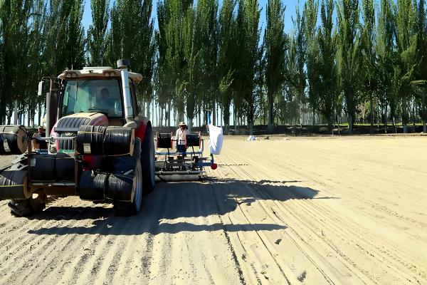 矮大头油葵的种植技术，浇水时需要注意浇水量