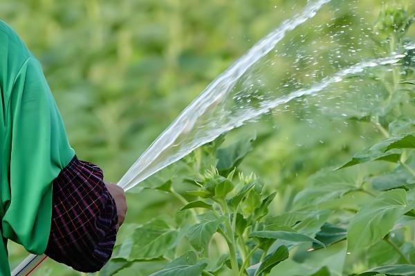 矮大头油葵的种植技术，浇水时需要注意浇水量