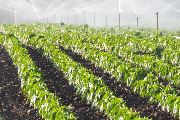 矮大头油葵的种植技术，浇水时需要注意浇水量