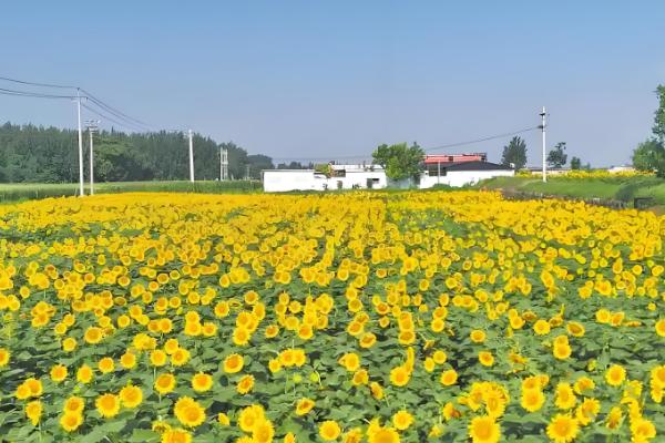 矮大头油葵的种植技术，浇水时需要注意浇水量