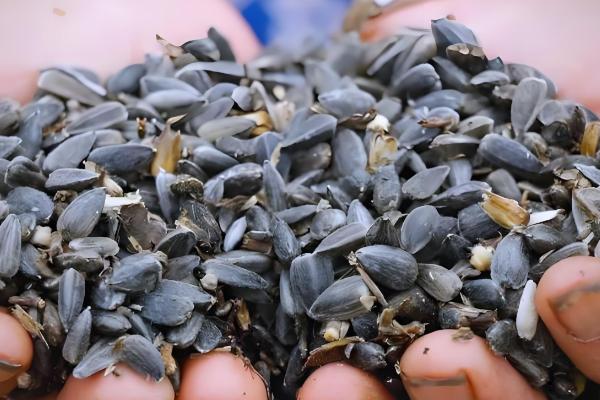 矮大头油葵的种植技术，浇水时需要注意浇水量