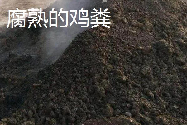 哪些肥料可作为韭菜专用肥,有腐熟的鸡粪、草木灰、饼肥等类型