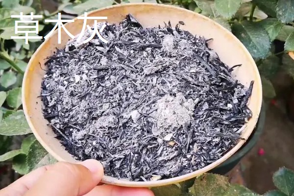 哪些肥料可作为韭菜专用肥,有腐熟的鸡粪、草木灰、饼肥等类型