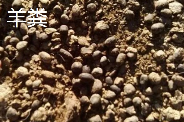 哪些肥料可作为韭菜专用肥,有腐熟的鸡粪、草木灰、饼肥等类型