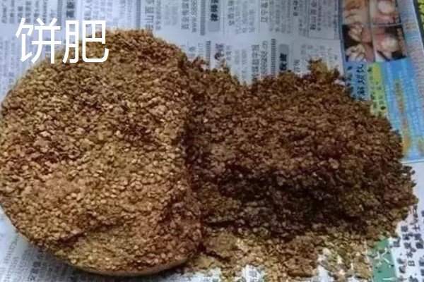 哪些肥料可作为韭菜专用肥,有腐熟的鸡粪、草木灰、饼肥等类型